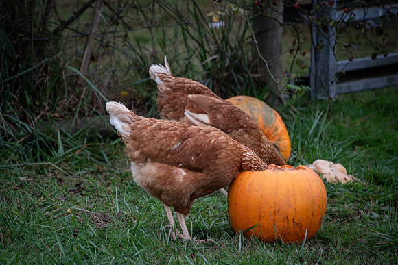 Kerry D chickens