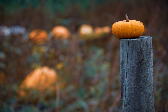 Kerry D pumpkin leans