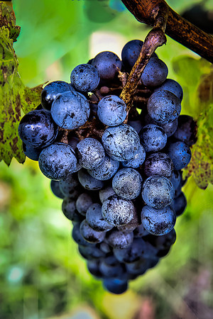 RBurkholder-Grapes1
