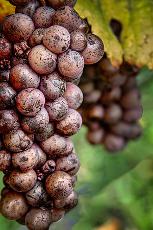 RBurkholder-Grapes2
