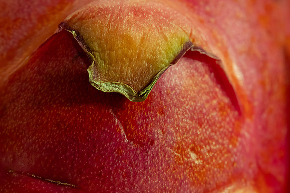 Wally Lewis-Star Fruit
