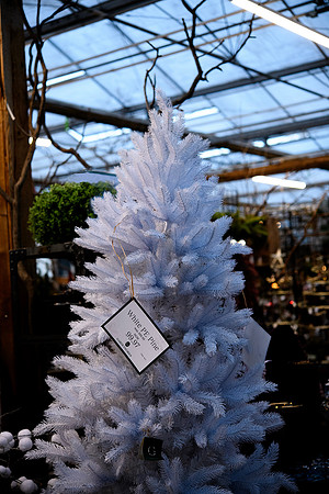 9 Christmas Tree - Bob Timbers