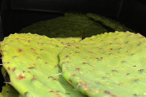 Darrell Tomkins-Edible Prickly Pear Cactus