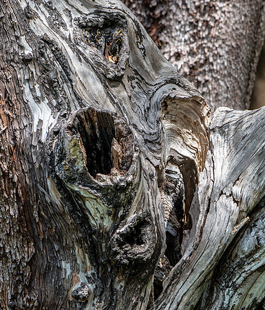 Anne Lacourt - Tree face-1