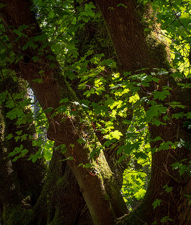 Laura Tait-big tree