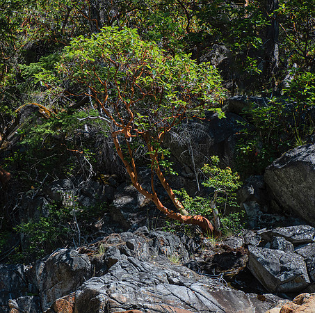 Lynne Saunders-Rocks and Arbutus