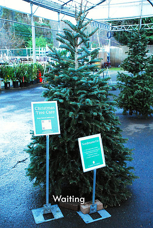 9 Waiting Christmas Tree Susan Jardine jpeg