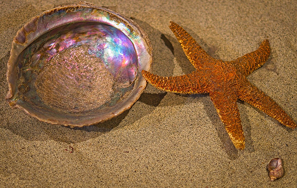 Jessica North-O'Connell-Shell and Starfish