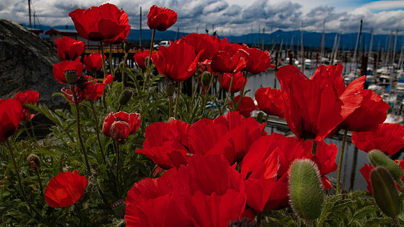 Poppies - Bob Prescesky
