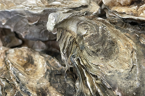 Darrell Tomkins-Fanny Bay Oysters 2