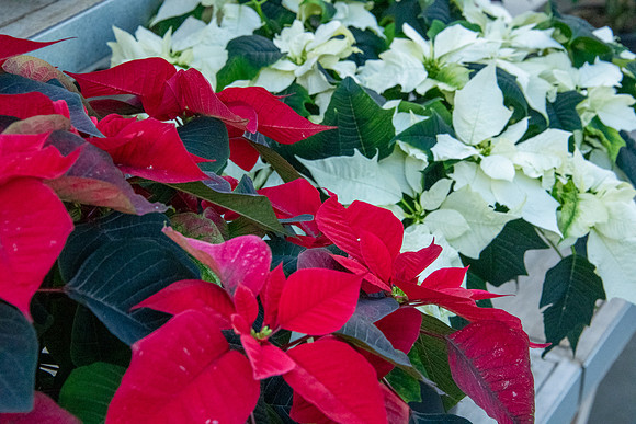7 Poinsettias Neal Erickson