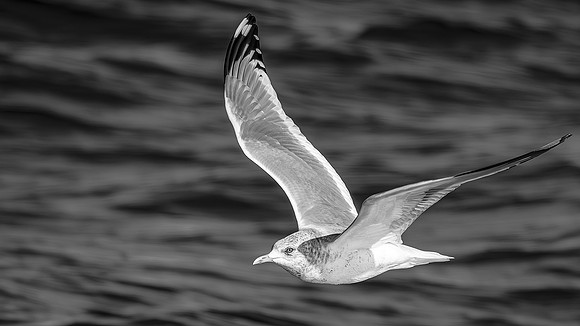 Bryan Walwork-Gull