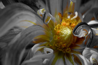 Annie Troy - Different Dahlia