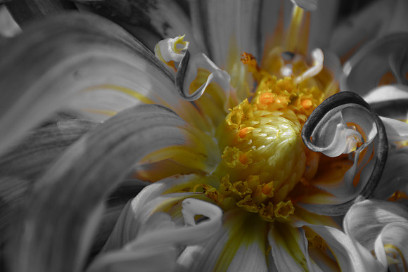 Annie Troy - Different Dahlia