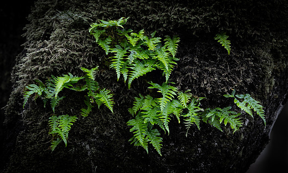 Bruce Moffat - Licorice Ferns