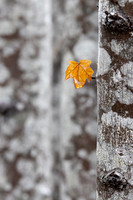 Bruce Moffat - Lonely Last Leaf Left
