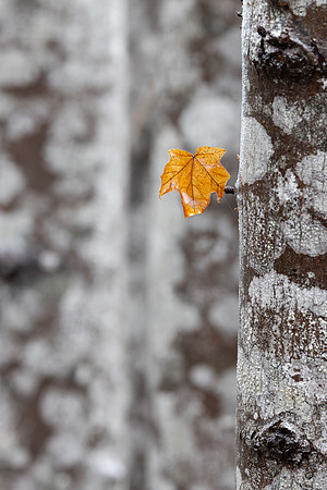 Bruce Moffat - Lonely Last Leaf Left