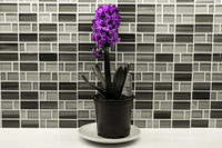 Jacques Boissonneault - Purple