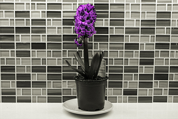Jacques Boissonneault - Purple