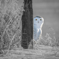 Judy Johnston - Peek A Boo