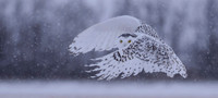 FIRST PLACE - Judy Johnston - Snowy Day