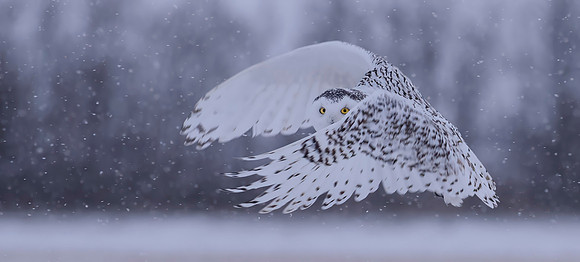 FIRST PLACE - Judy Johnston - Snowy Day