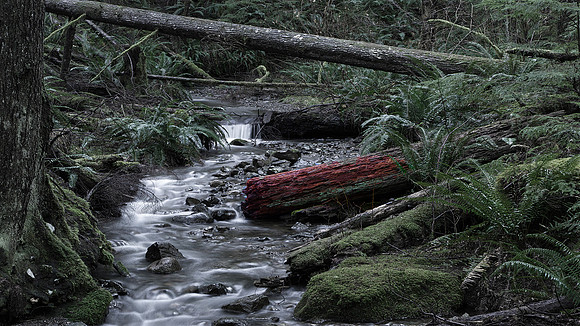 Norman Mathew - Quadra Creek
