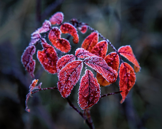 Robert Burkholder - Frosted