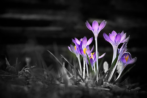 Wink Richardson - Spring Emergence