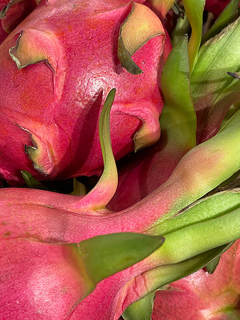 Darrell Tomkins-Edible Devil Fruit Cactus