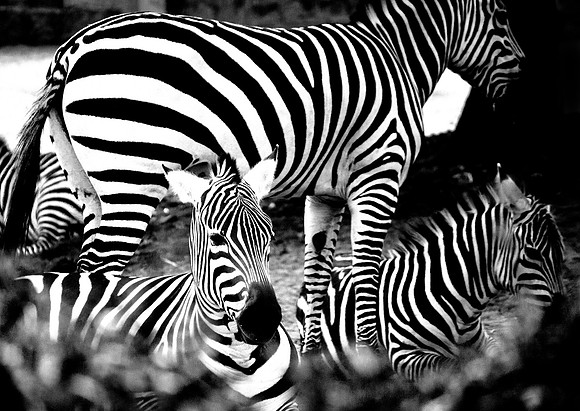 Amit Bakshi-Zebra Zen