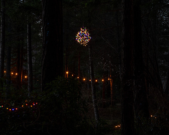 Forest Lights, CVPS, Dec. 15, 2024