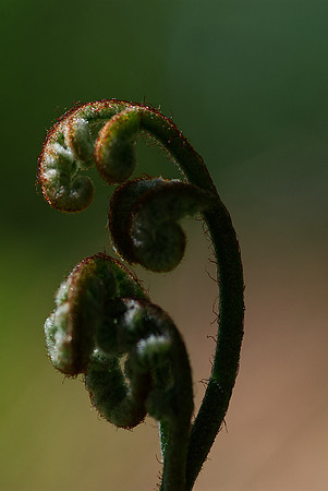 Norman Mathew - Unfurling