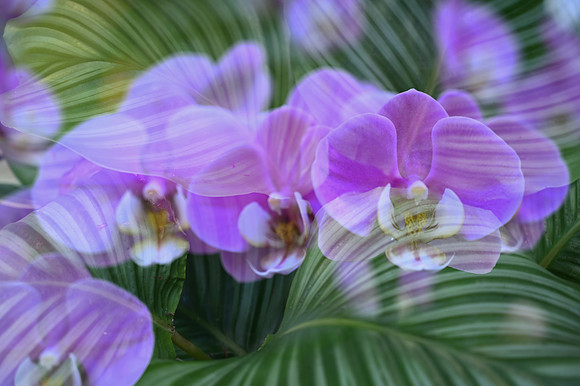 4-Mult Exposure-Julie G.jpg