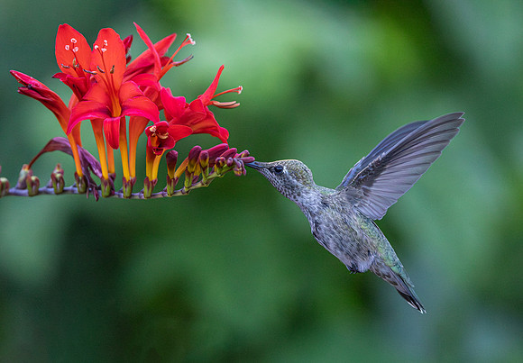SECOND PLACE - Iris Schurz-Enjoying the Crocosmia