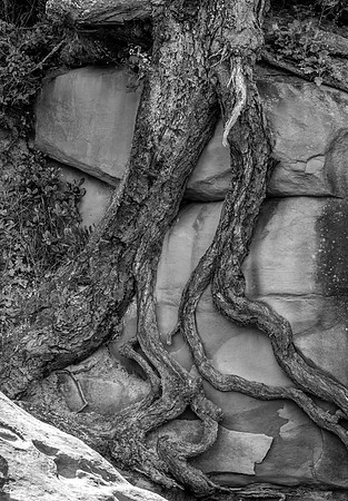 Anne Lacourt - Tree Root