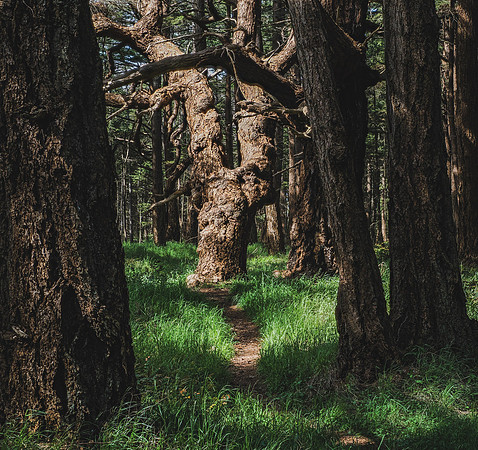 Laura Tait-gnarly tree
