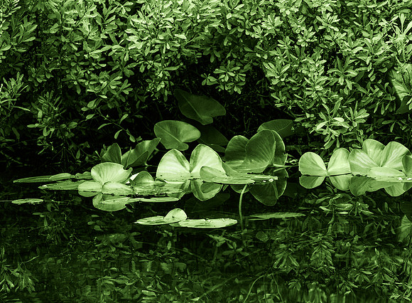 Lynne Saunders-Going Green
