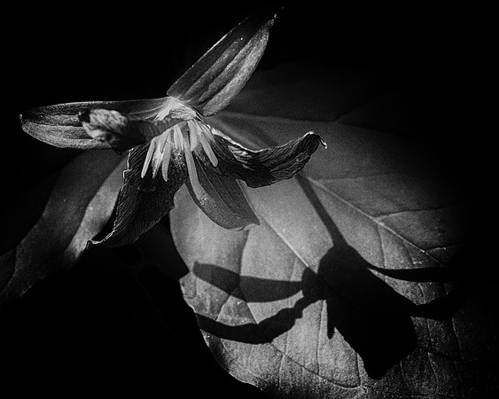 Laura Tait - Shadows 2