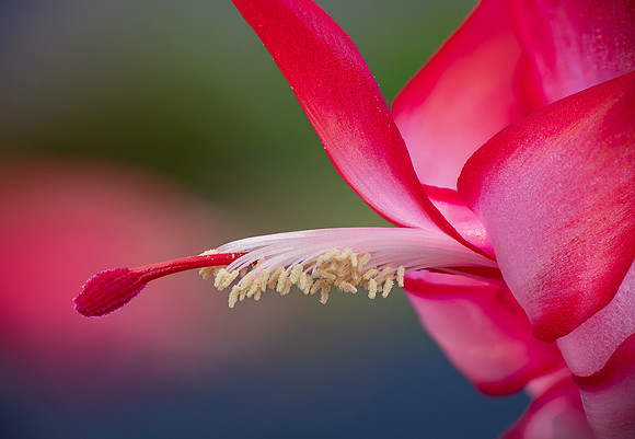Katie Hubberstey-Cactus Flower
