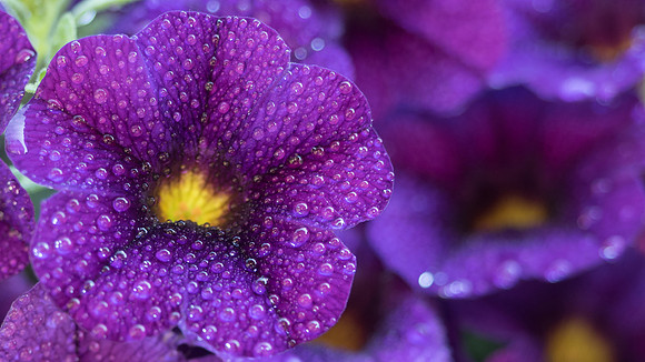 Tim Pope-Violet Beads