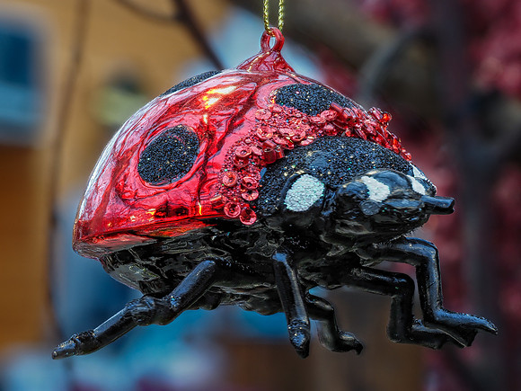 2 Lady Bug Bill Jorgensen