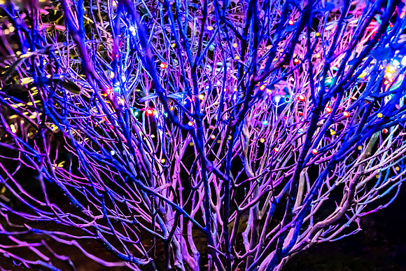 9 Chirstmas Tree - Jacques Boissonneault