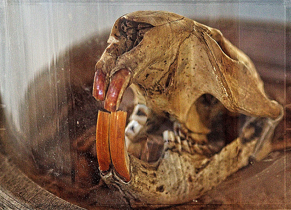 Jessica North-O'Connell Skull Behind Glass