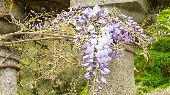 Linda McShane-Hatley Early Wisteria