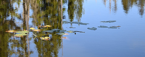 Julie G-Reflecting