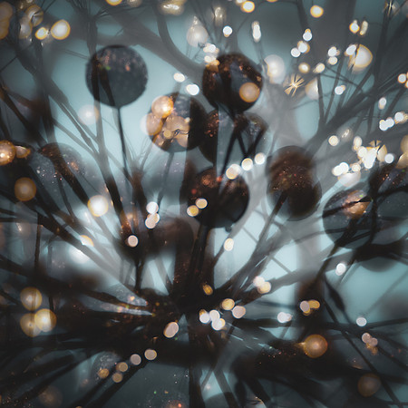 8..Oh, Christmas lights keep shining on Carol Kujala