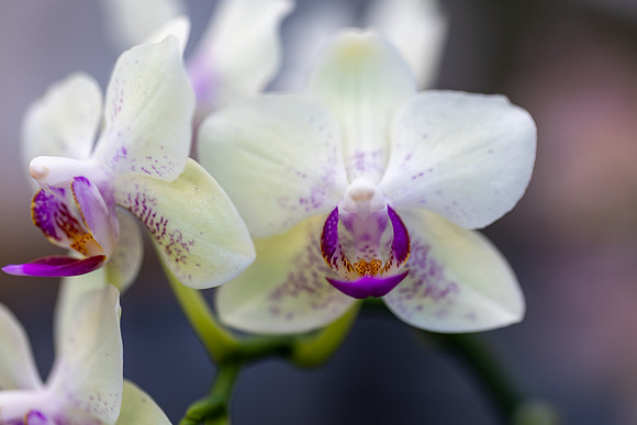 7 - In Bloom - Fernanda Gimenez