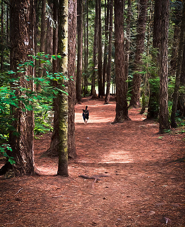 Laura Tait 1- Walk in the Woods