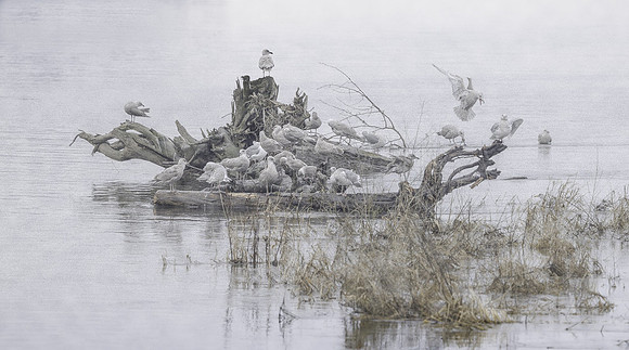 Judy Johnston-Gulls on Log
